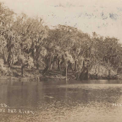 Hanging Moss on Tres Palacios River