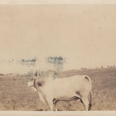 Brahma