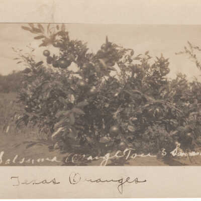 Oranges in Texas