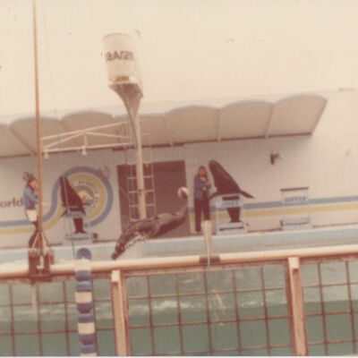 Dolphin