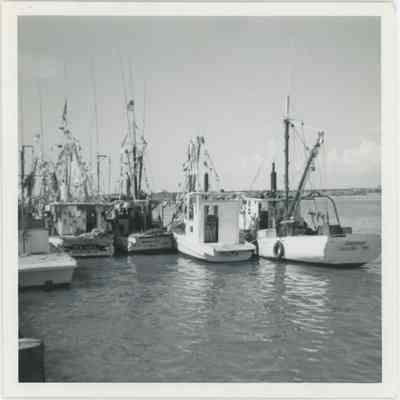 Fleet of Shrimp Boats