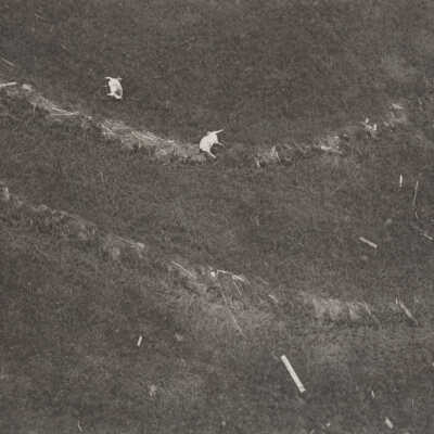 Dead Cattle