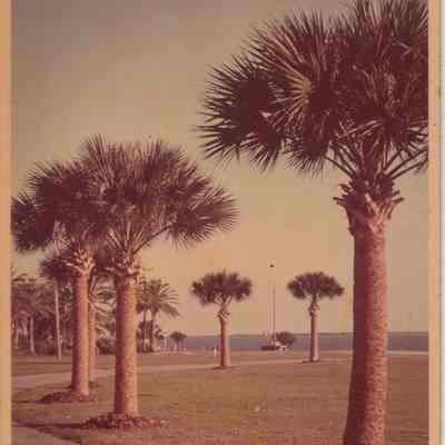 Palm Trees on Luther Hotel Grounds