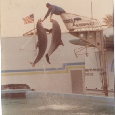 Dolphin
