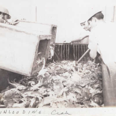 Unloading Crabs