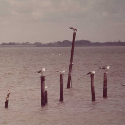 Seagulls