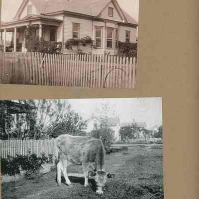 Hockey Home and Cow