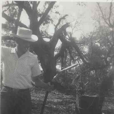 Tree down at Jenkins' Home