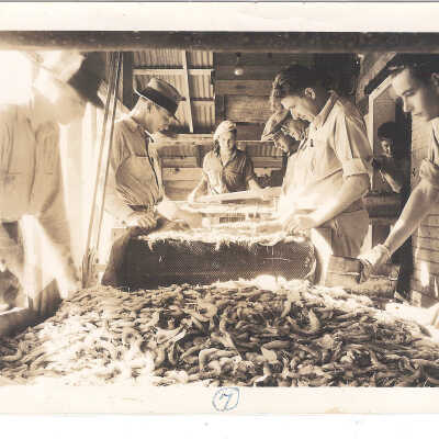 Sorting the Shrimp