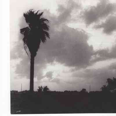 Palm Trees