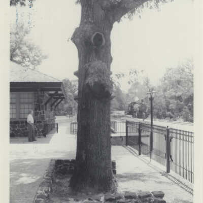Oak Tree at Texas State Railroad Depot