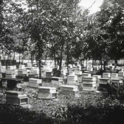 Ness Honey Farm c1925