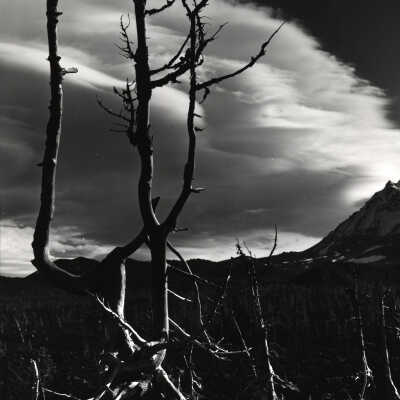 Dead Tree, Landscape