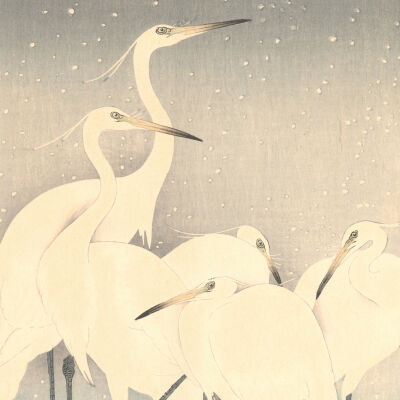 Herons in Snow