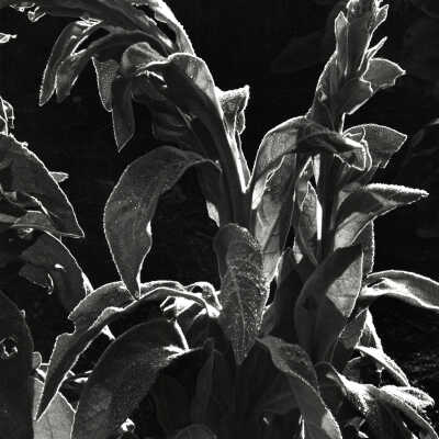 Botanical