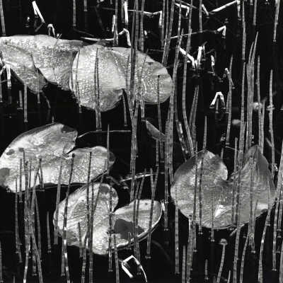 Water and Reeds