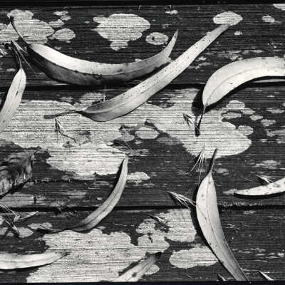 Botanicals