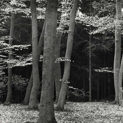 Trees, Leaves, Grove
