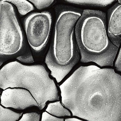 Mud Cracks