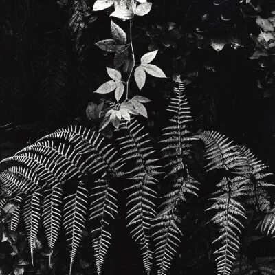 Plants, Hawaii