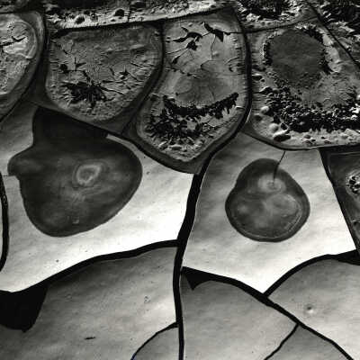 Mud Cracks