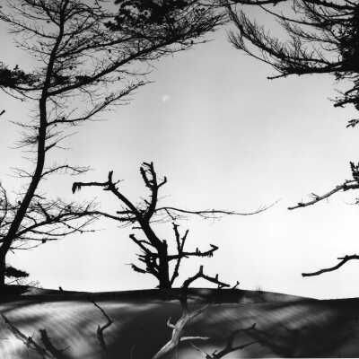 Dune With Trees, Oregon