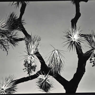 Desert Plant, Joshua Tree
