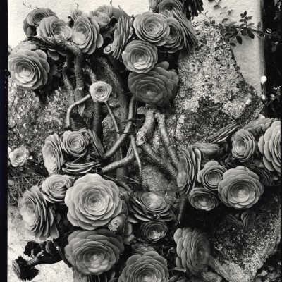 Plants, Succulents, Rock