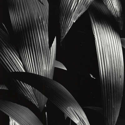 Plants, Hawaii