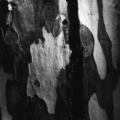 Tree Bark