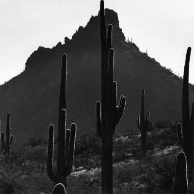 Cactus and Mountain, Desert Landscape
