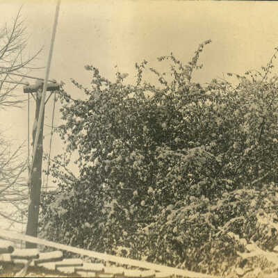 Auburn Heights Rose Arbor, trees and power lines in snow.