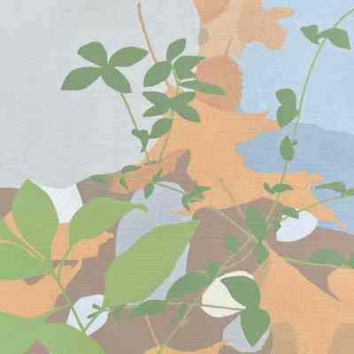 Two Rocks and Leaves