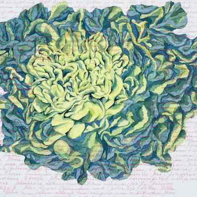 Cabbage