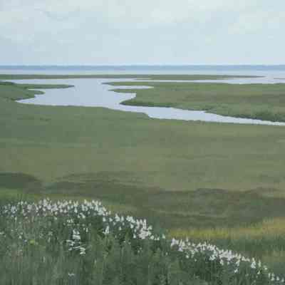 Rye Marshlands Conservancy with Flowers