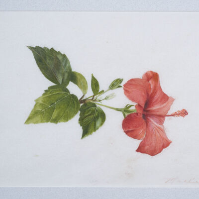 Red Hibiscus