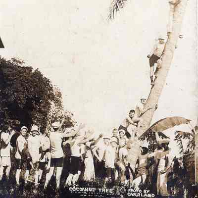 Cocoanut Tree Climb