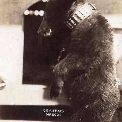 Ursa the U.S.S. TEXAS mascot