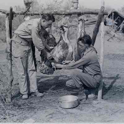 Soldiers butchering a cow