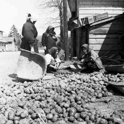 Women sorting potatoes