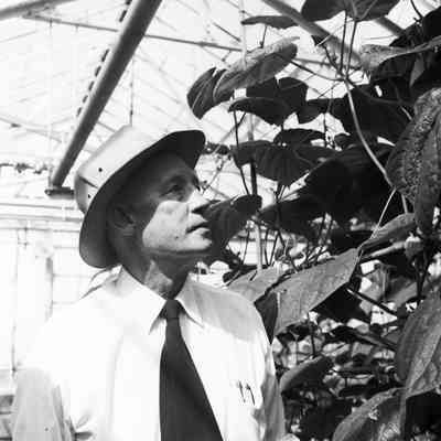 Man inspecting plants in greenhouse
