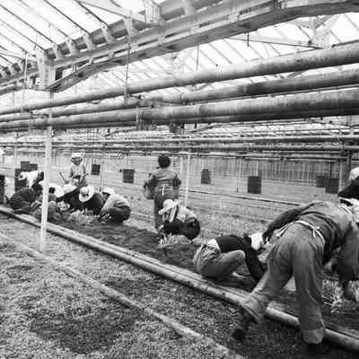 Workers in a greenhouse