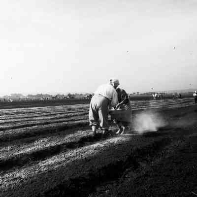 Japanese women working in farm field