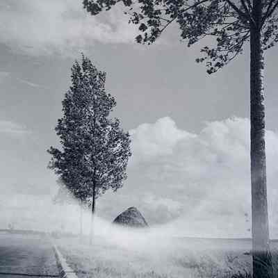 Trees along road