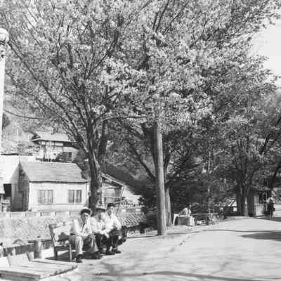 Men sitting on a bench under a blossoming tree