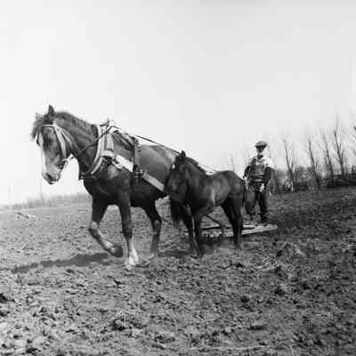 Japanese farmer working his field with horse-drawn plow