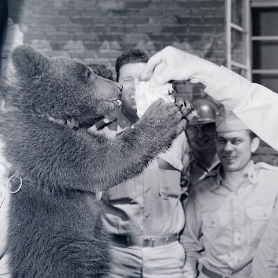 Soldiers feeding bear cub cake