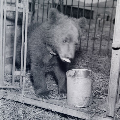 Bear cub in a cage