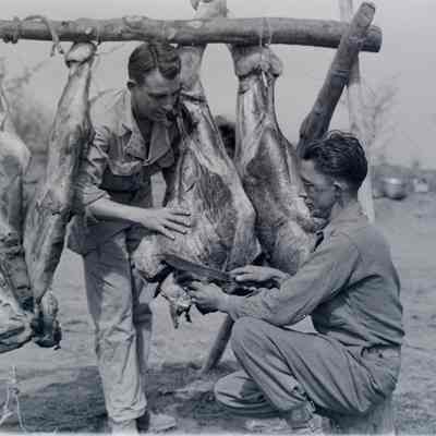Soldiers butchering a cow