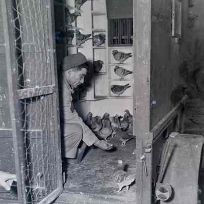 Soldier feeding pigeons